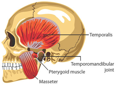 Temporomandibular Joint (TMD, TMJ) | St. Petersburg